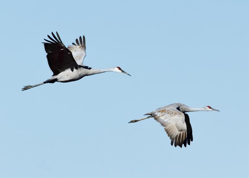 Bird Watching Kits: For Nature Enthusiasts